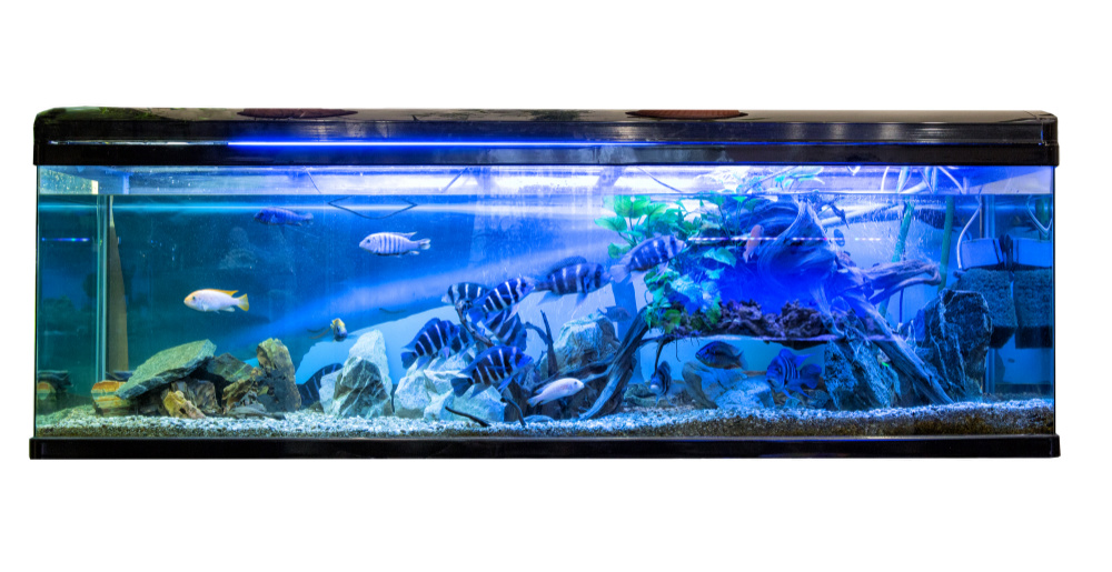 How do I move my fish tank to a new house? 1 Van 1 Man